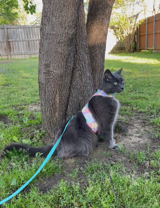 Adult Cat Harnesses
